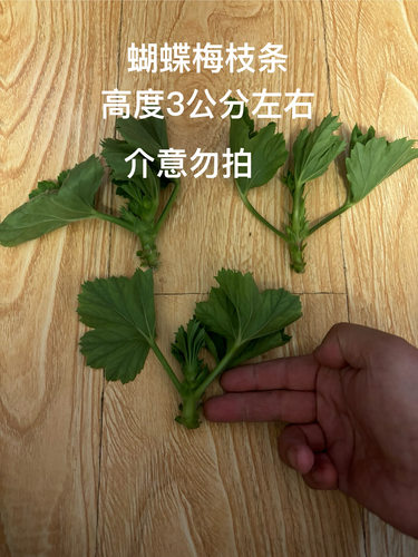 蝴蝶梅枝条收到会打焉不包插活无售后介意勿拍