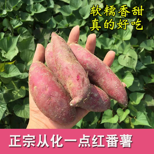 正宗从化一点红番薯粉软糯香甜自家种紫心高山新鲜现挖冰淇淋地瓜