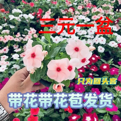 天天开长春花带花苞四季开花观花植物五叶梅庭院客厅盆栽山东发货