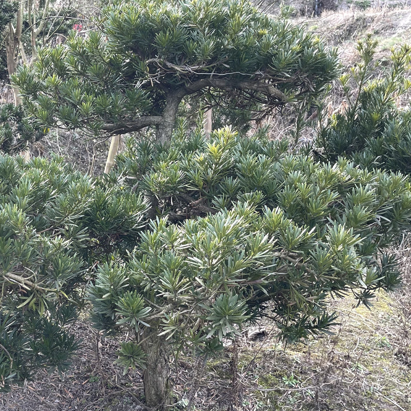 红叶石楠红桂红花续木紫薇大苗庭院公园绿化苗圃篱笆苗木树小苗球
