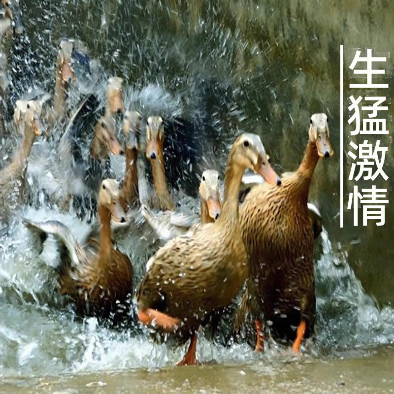 三穗麻鸭农家散养120天土鸭老鸭水鸭新鲜鸭肉整只现杀小鸭子包邮