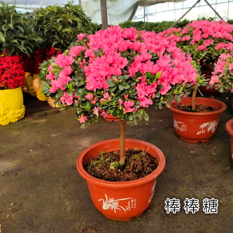 四季开花东洋杜鹃盆栽 比利时杜鹃花苗阳台多年生花卉植物包邮