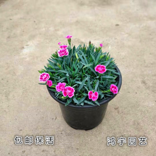 康乃馨盆栽粉贝初吻欧石竹多年生四季开花花园庭院耐寒植物包邮