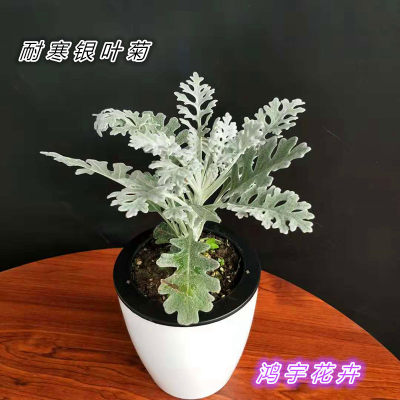 花园绿化银叶菊庭院盆栽包邮