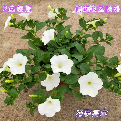 垂吊带花四季窗台矮牵牛2盆包邮