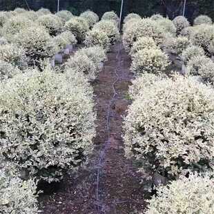 金姬小蜡球 花叶香桃木多年生花叶灌木植物 花园庭院花镜植物包邮