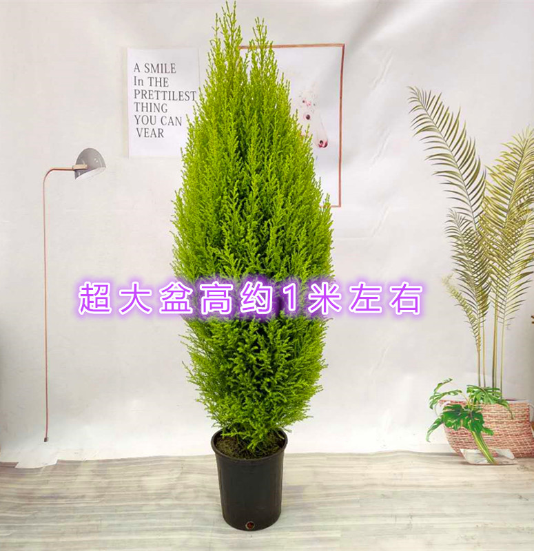 松香冠柏盆栽阳台办公桌圣诞树