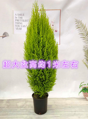 香松香冠柏盆栽 阳台办公桌观叶植物 小型圣诞树绿植包邮