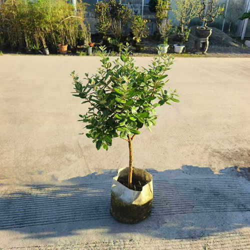 四季常绿大叶耐寒庭院菲油果盆栽