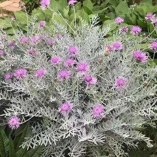 银叶粉花矢车菊盆栽粉花银叶菊阳台庭院银色系多年生花卉耐寒好养