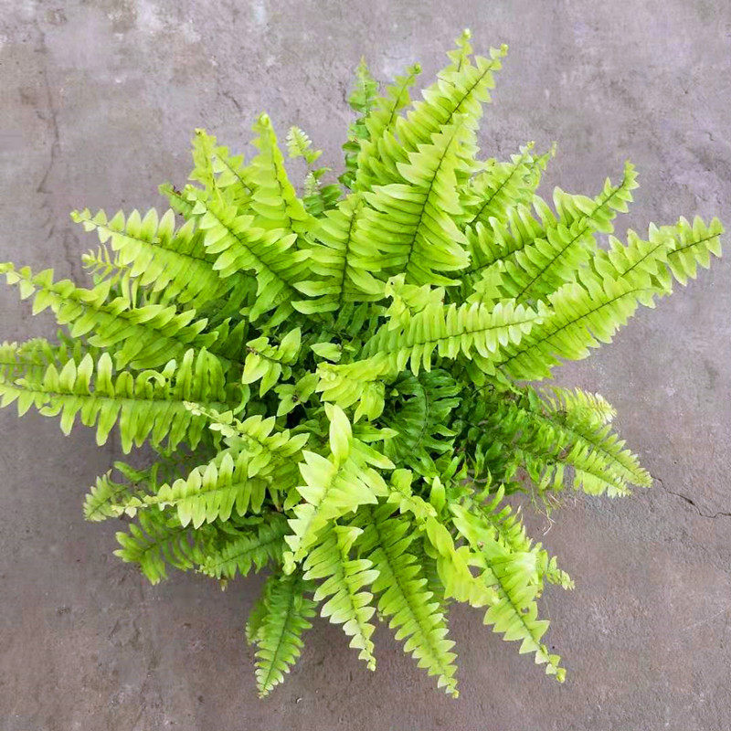 波斯顿蕨铁线蕨室内客厅桌面植物吸甲醛净化空气四季常青植物盆栽,鲜花速递/花卉仿真/绿植园艺,绿植,淘宝优惠券,粉丝福利购,淘宝优惠卷