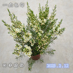 进口澳洲腊梅盆栽室外耐寒绿植木本植物花卉室内庭院阳台好养包邮