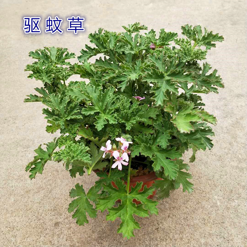 绿植夏季防蚊庭院带土易活大苗