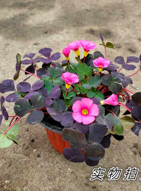 炸酱草紫蝴蝶庭院花卉植物新品