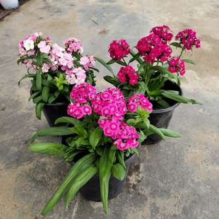 绣球石竹霹雳石竹花盆栽四季花卉庭院地被植物花期久耐寒2盆包邮