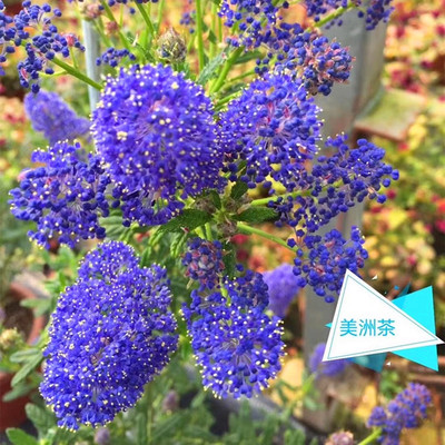 净化空气美观木本花卉