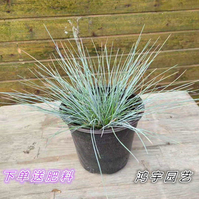 蓝羊茅植物四季观赏草地被植物造景大苗盆栽耐寒耐旱多年生长包邮,鲜花速递/花卉仿真/绿植园艺,绿植,淘宝优惠券,粉丝福利购,淘宝优惠卷