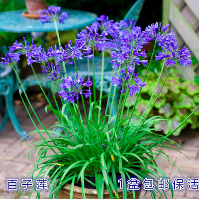 精品百子莲盆栽庭院阳台夏天好养