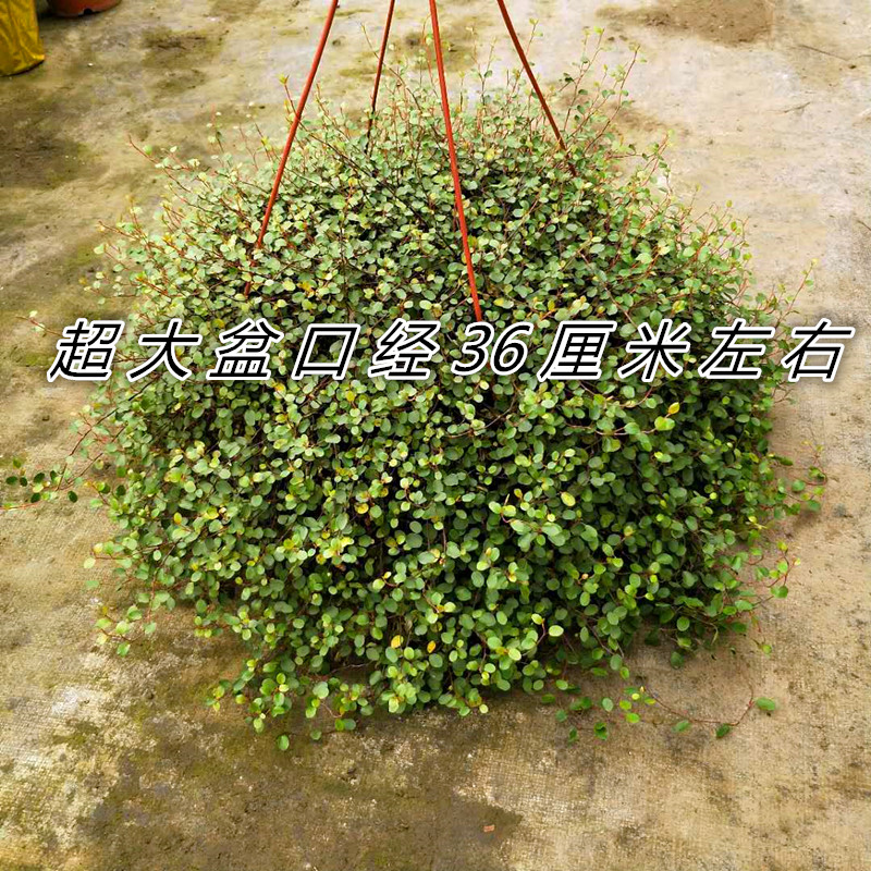 四季易养千叶吊兰盆栽阳台室内图片