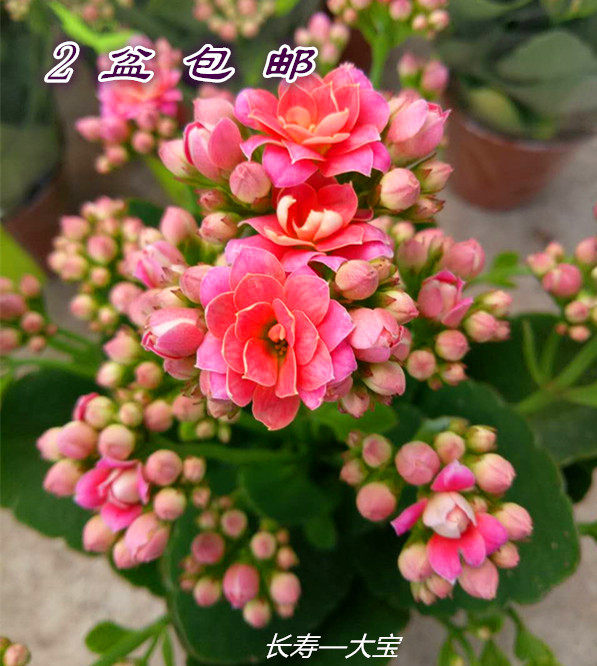 进口重瓣长寿花稀有大花带花四季开花室内阳台花卉盆栽花期长包邮