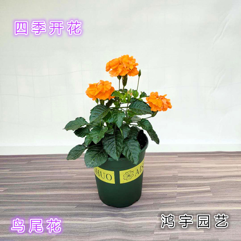 鸟尾花盆栽 庭院 阳台 耐热多年生宿根植物带花苞发货好养1盆包邮