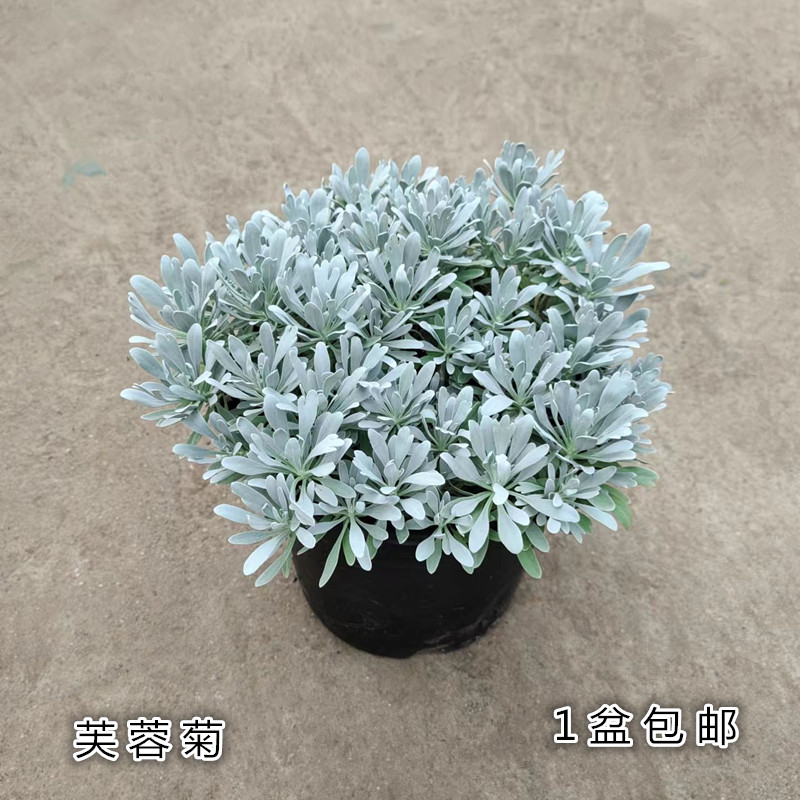 芙蓉菊 银叶菊 盆栽多年生雪艾阳台庭院观叶盆景耐寒耐热进化空气 鲜花速递/花卉仿真/绿植园艺 绿植 原图主图