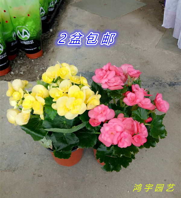 玫瑰海棠花盆栽大苗 室内阳台绿植丽格海棠带花带土四季开花包邮