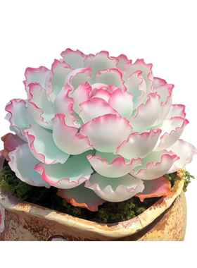 多肉植物室内带盆组合小盆栽大颗新手好养活仙人球绿植贵货栽好