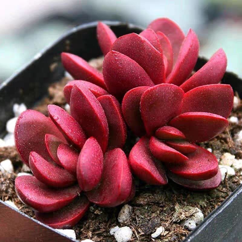 群生厚叶克拉夫6cm盆多肉植物