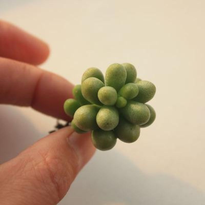 植悦园艺绿龟之卵多肉植物小棵单头阳台办公室萌物高品质颜色正