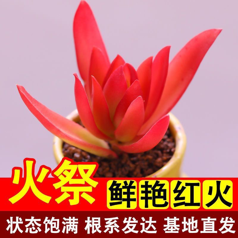 招财火祭多头群生多肉植物