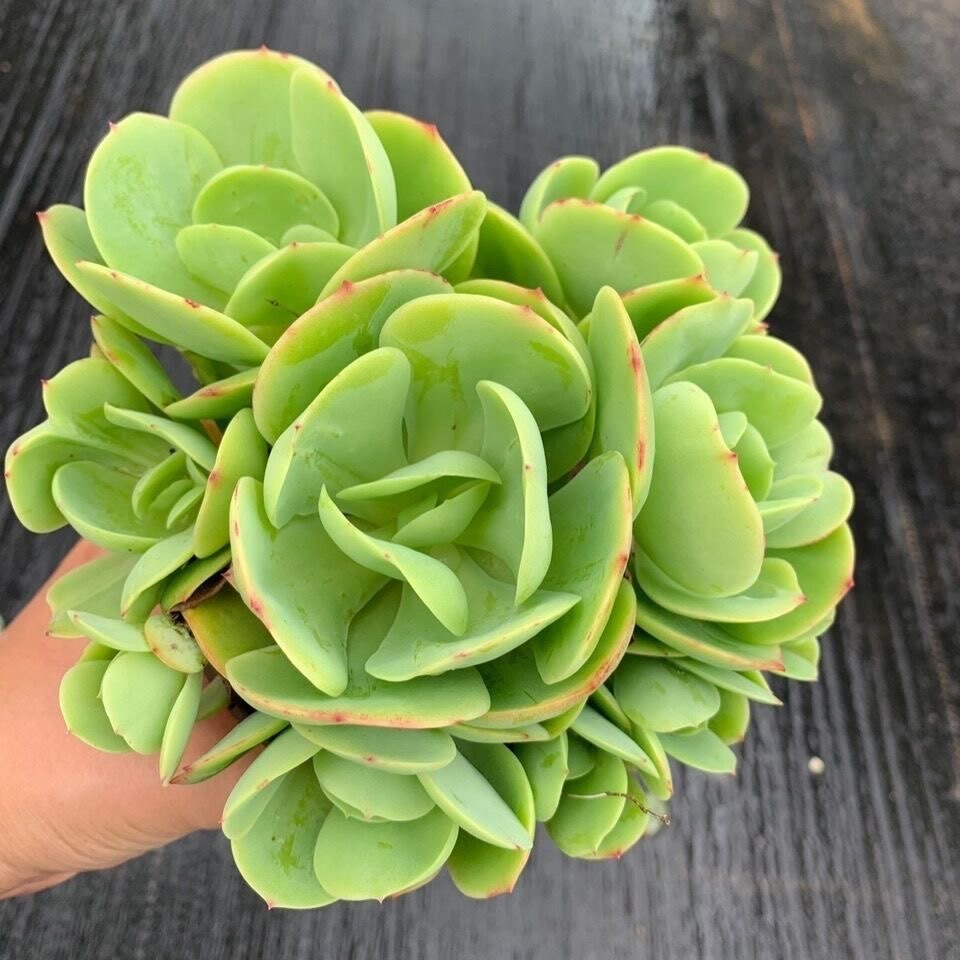 植物办公室高颜值美观造型