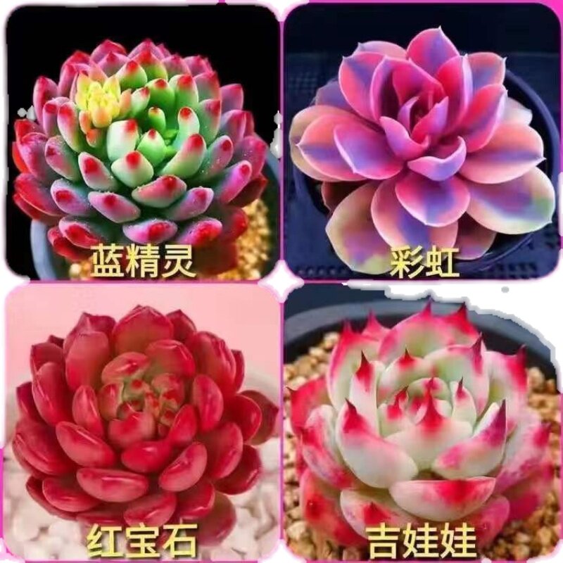 多肉彩虹栽好红宝石宿舍【