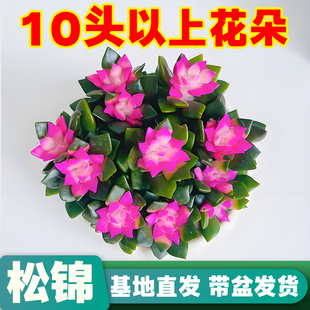 人间富贵花吹雪之松锦绿植花卉招财多肉办公室桌面盆栽带盆栽好