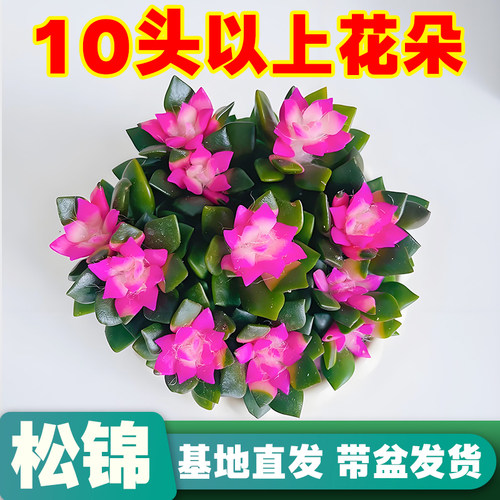 吹雪之松锦绿植花卉招财多肉