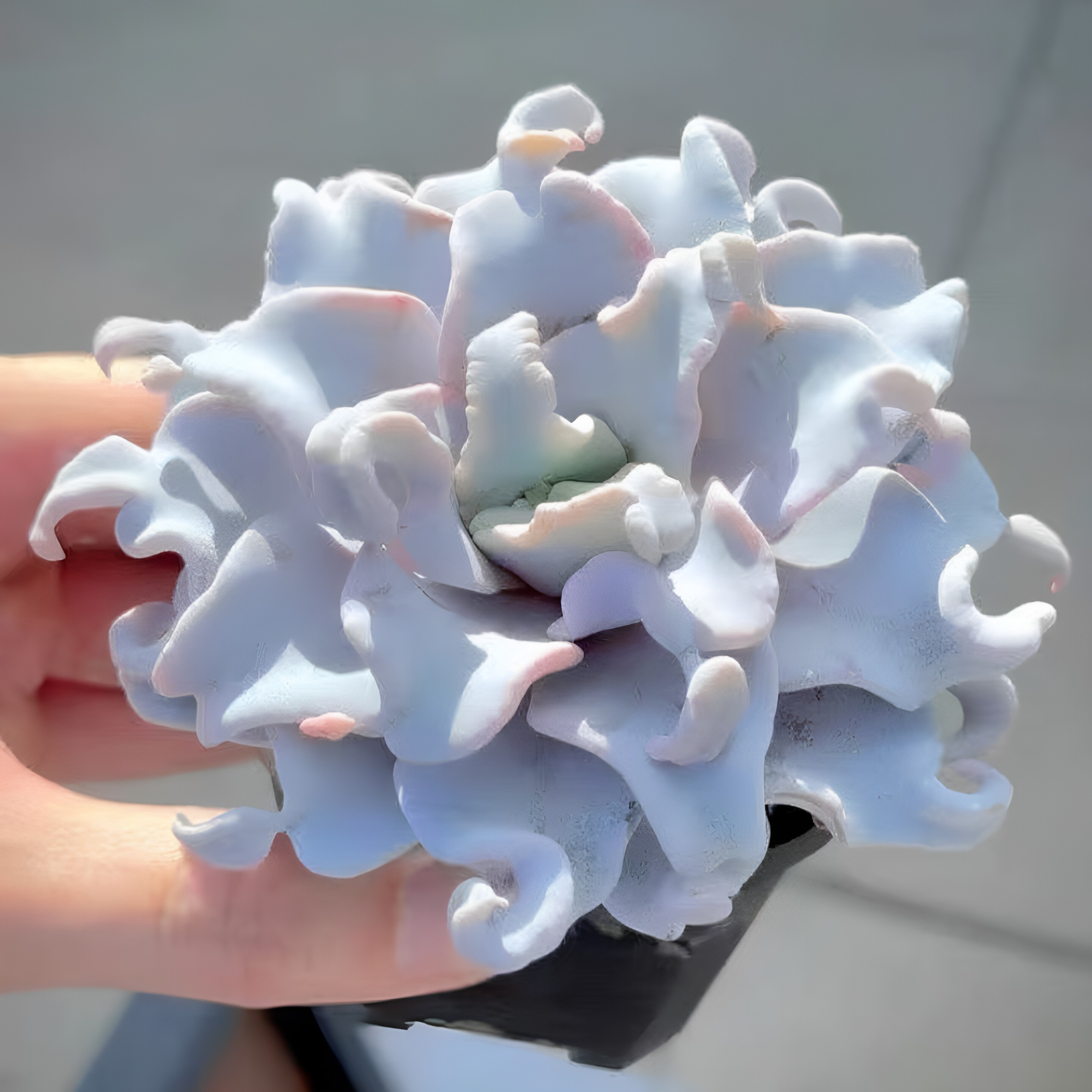 芭蕾舞者饺子皮多肉植物