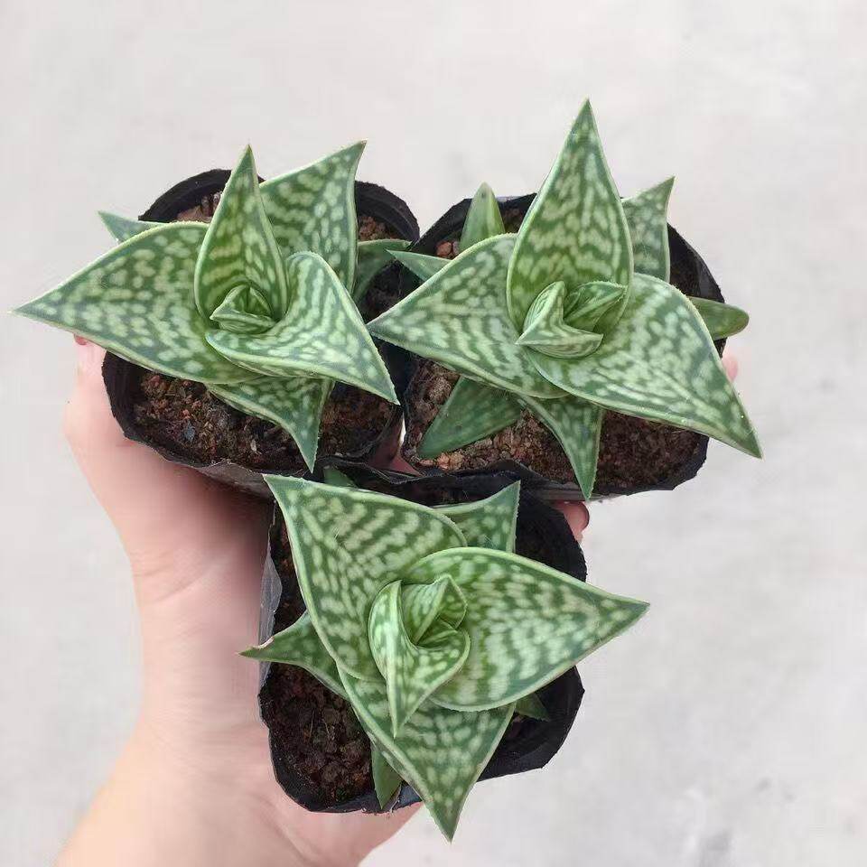 姬千代翠花芦荟四季好养