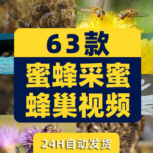 蜜蜂采蜜蜂巢养殖养蜂业花朵花粉采花蜜特写视频高清实拍素材剪辑