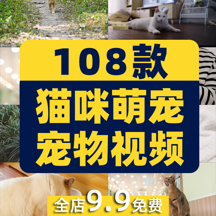 猫咪萌宠宠物可爱搞笑无水印抖音短视频自媒体高清实拍素材剪辑