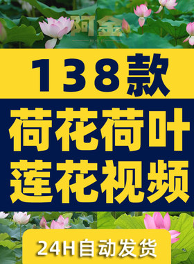 荷花荷叶莲花池塘唯美夏天夏日清新绿色植物风景素材高清抖音视频