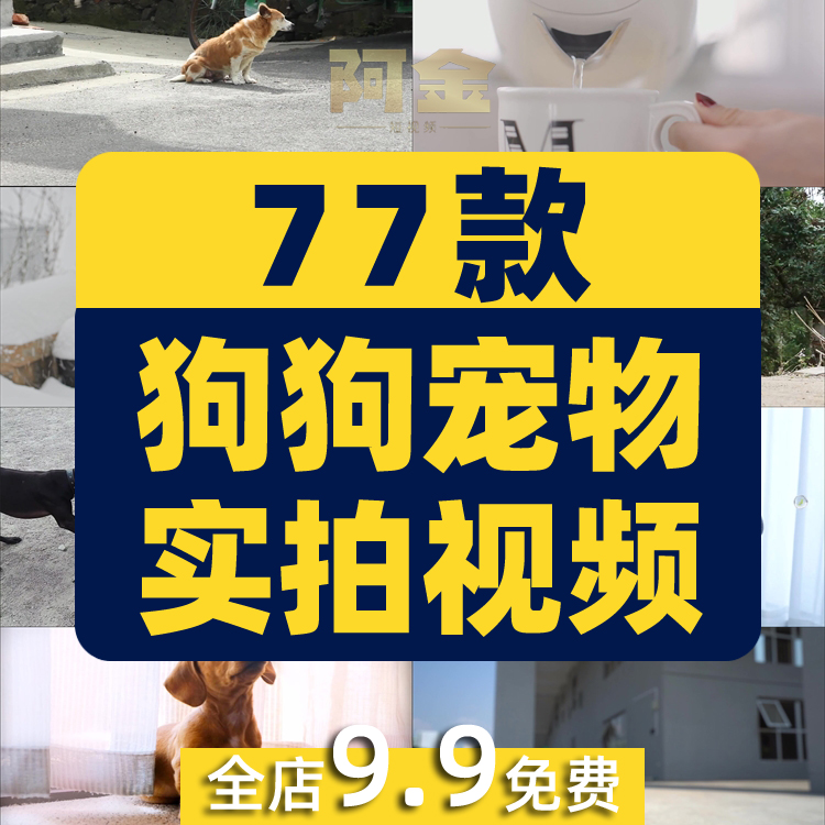 小狗狗宠物实拍横屏萌宠动物搞笑国外高清短视频素材抖音无水印