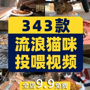 流浪猫咪投喂食物猫粮国外中视频解说计划宠物号萌宠抖音实拍素材
