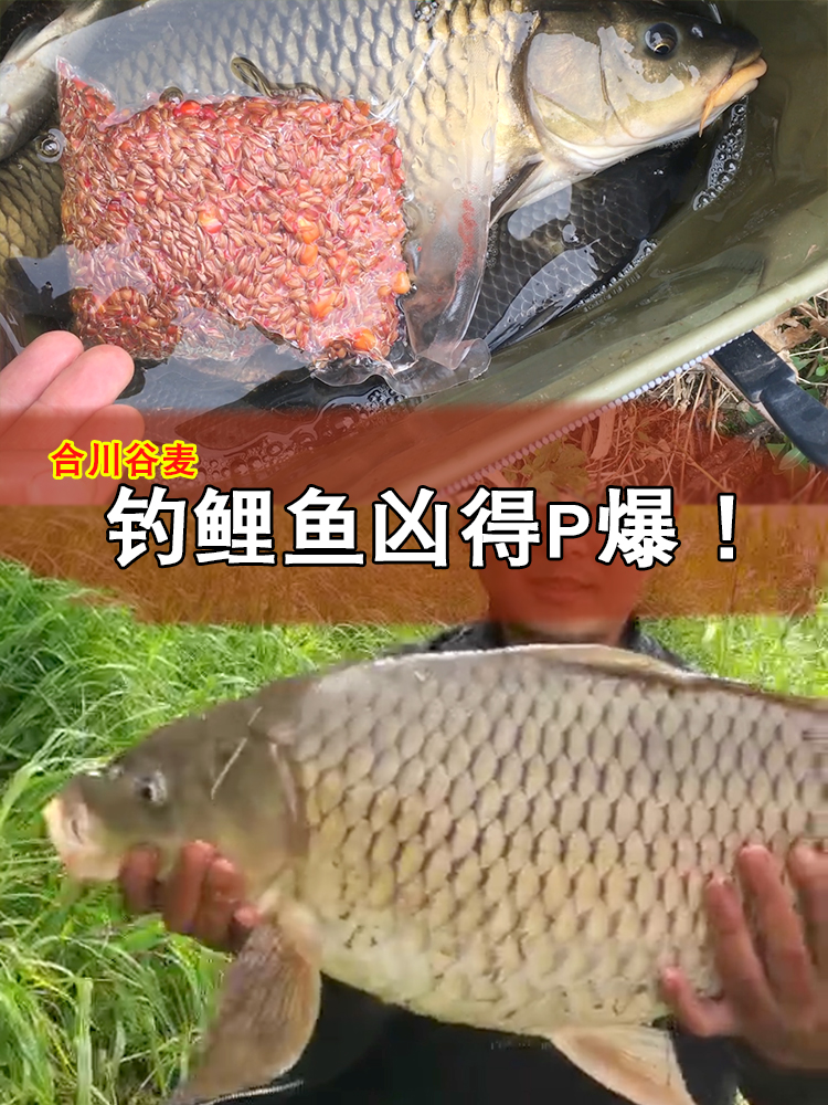 重庆合川谷麦窝料钓饵料水库江河野钓鲤鱼草鱼打窝料逗钓五谷杂粮