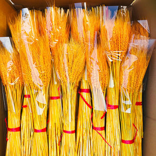 黄金大麦批发麦穗干花花束植物装饰开业花店插花花篮摆件拍摄干花