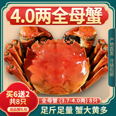 活蟹8只【特大4.0两全母蟹】