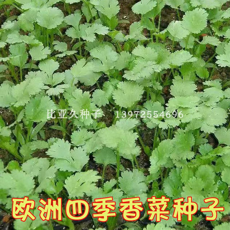 比亚久欧洲四季香菜种子叶片大颜色绿高产抗病香味浓20克/225克