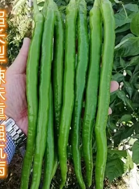 三峡青17号早熟青红两用型线椒高产辣椒种子硬皮抗病耐储运长羊角