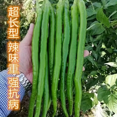 三峡青17号早熟青红两用型线椒高产辣椒种子硬皮抗病耐储运长羊角
