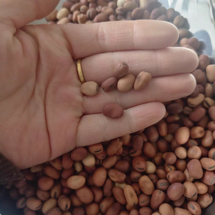 信鸽赛鸽用小蚕豆炒黄豆烘焙黄豆小蚕豆鸽子鸽粮小蚕豆