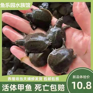 活体甲鱼苗龙鱼红龙金龙增色饲料发色鱼食鱼粮蚂蚱蟑螂林蛙防兜嘴